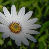 Avalanche White Sun Daisy